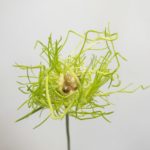 アリウムヘアー　アリウム