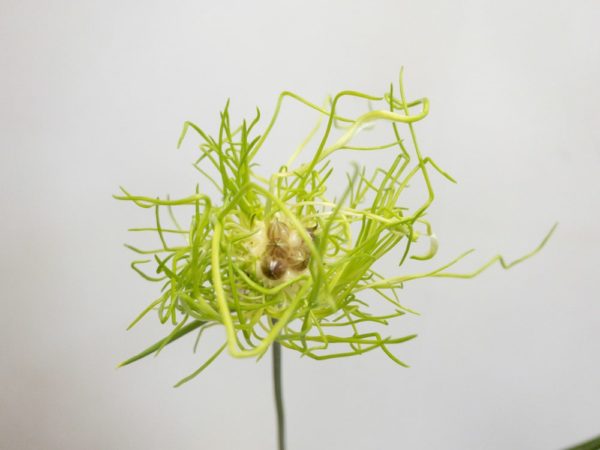 アリウムヘアー　アリウム