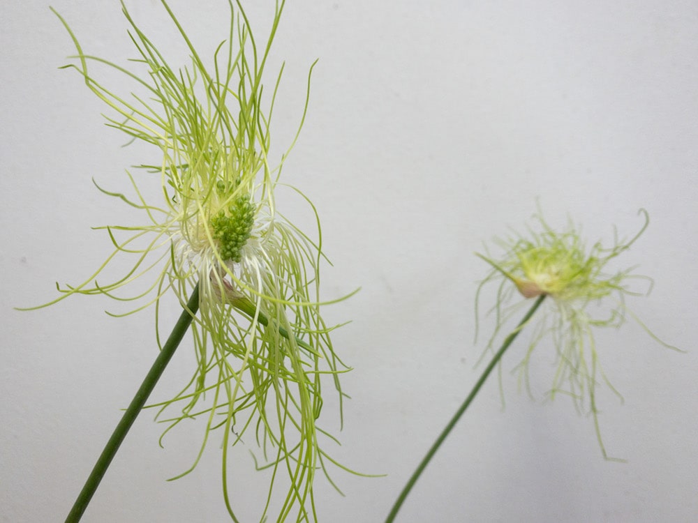 アリウムヘアー