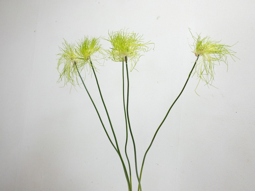 アリウム　丹頂