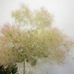 グリーンボール スモークツリー,ハグマノキ