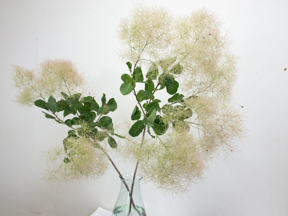 スモークツリー　種類