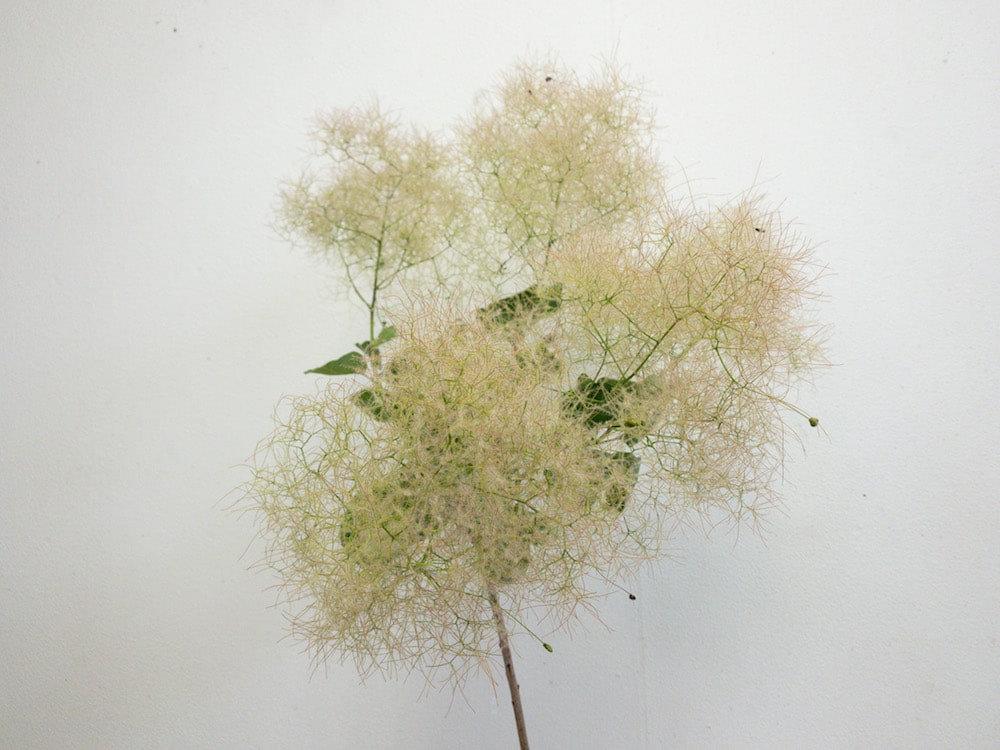 スモークツリー