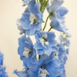 オーロラブルー デルフィニウム