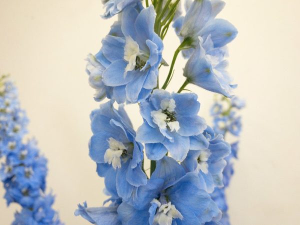 オーロラブルー デルフィニウム