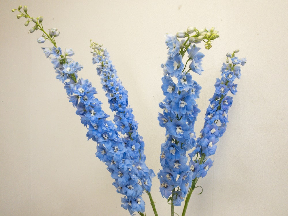 デルフィニウム 種