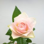 プライムホワイト トルコキキョウ トルコギキョウ ユーストマ 切り花 図鑑 写真と名前別 季節別 月別 色別 種類別で探せる切り花専門の花図鑑