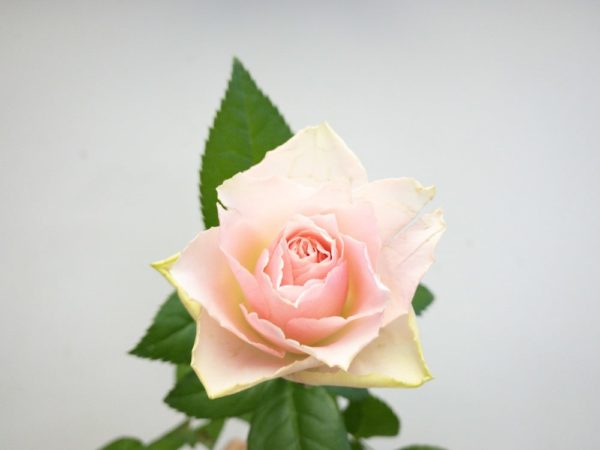 エンジェルヴェール バラ（薔薇）