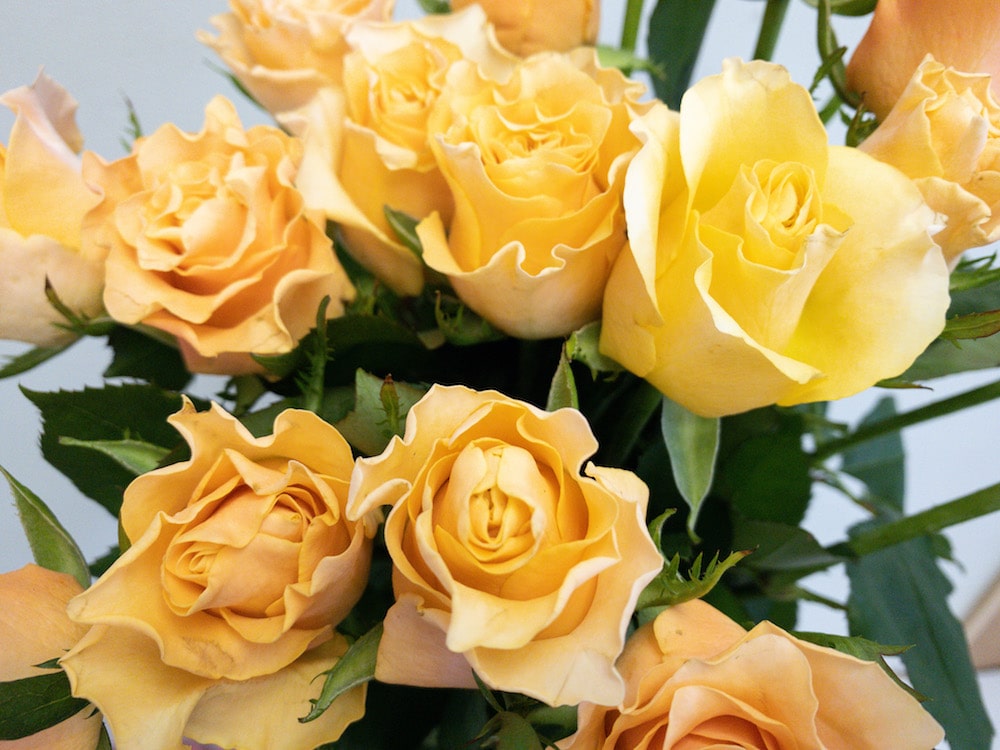 カルピデューム