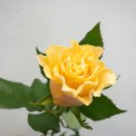 カルピデューム バラ(薔薇)