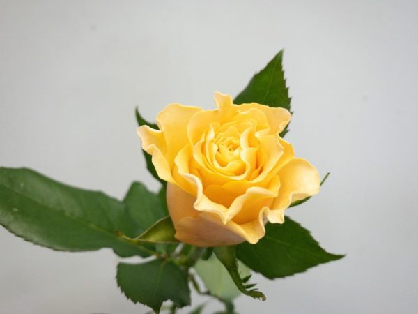 カルピデューム バラ（薔薇）