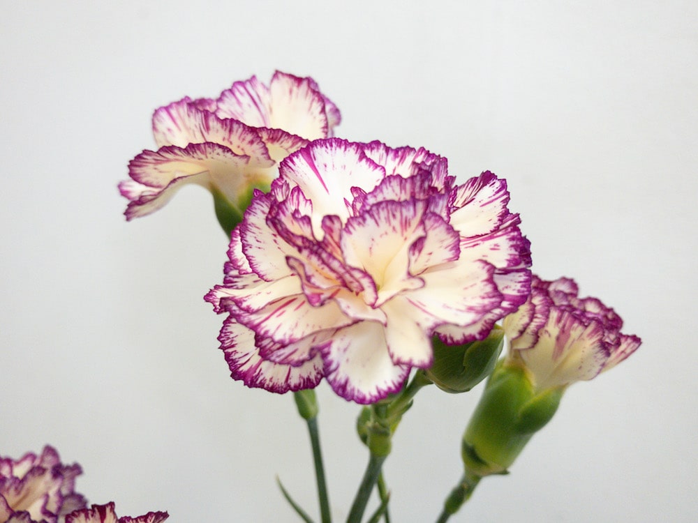 スプレーカーネーション