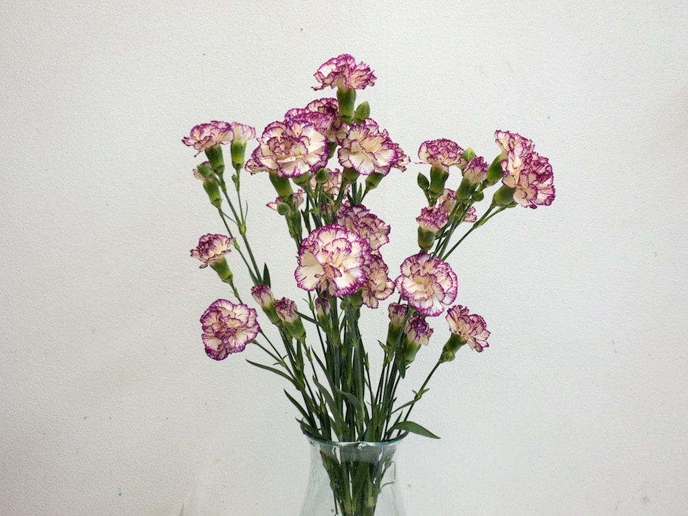 スプレーカーネーション 品種