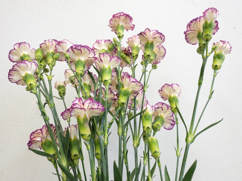 スプレーカーネーション 複色