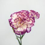 メレンゲ スプレーカーネーション