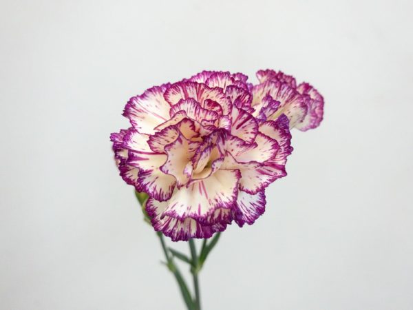 メレンゲ スプレーカーネーション