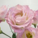 ソラージュ トルコキキョウ, トルコギキョウ, ユーストマ