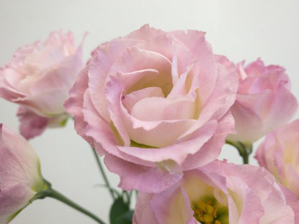 ソラージュ トルコキキョウ, トルコギキョウ, ユーストマ