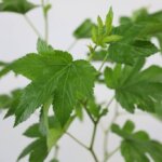 ベビーハンズ 木苺