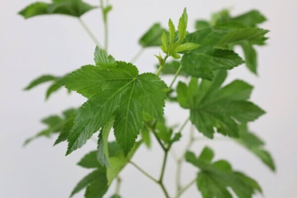 ベビーハンズ　木苺