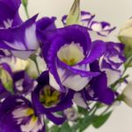 一番星 トルコキキョウ, トルコギキョウ, ユーストマ