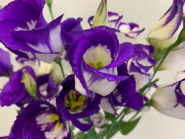 一番星 トルコキキョウ, トルコギキョウ, ユーストマ