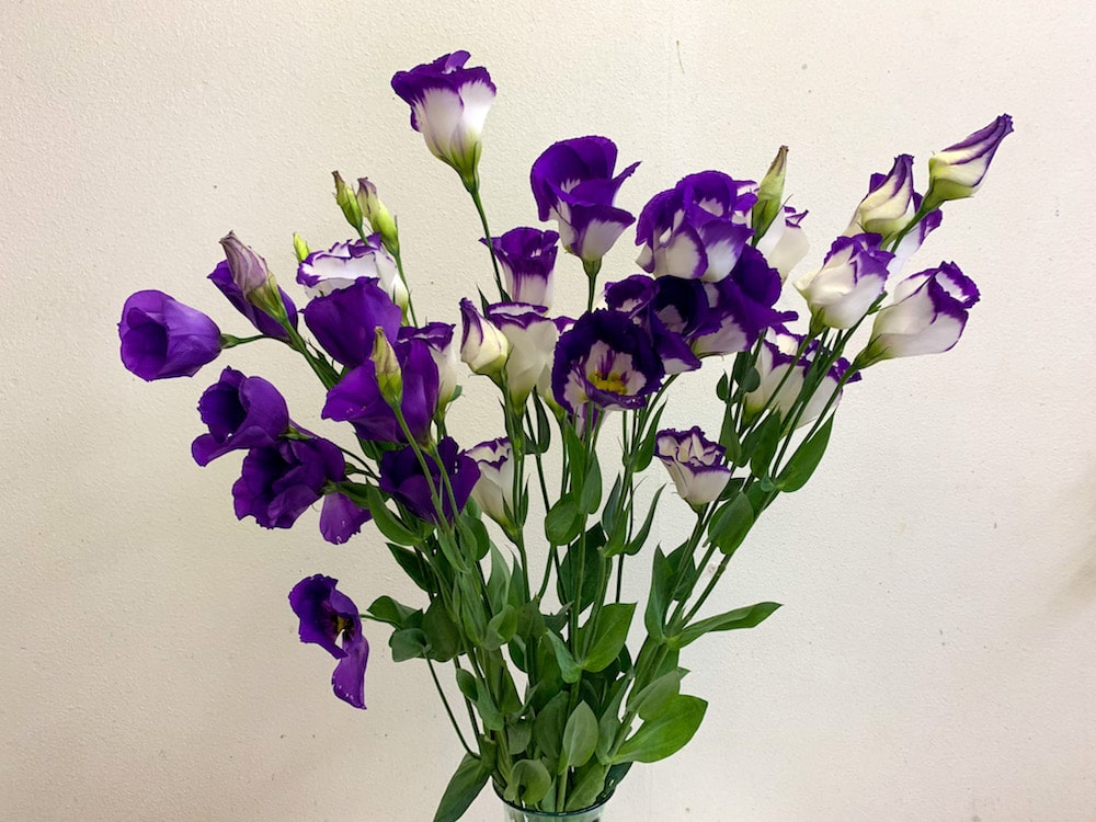 トルコキキョウ　白