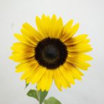 ソーラーパワー ひまわり（向日葵）