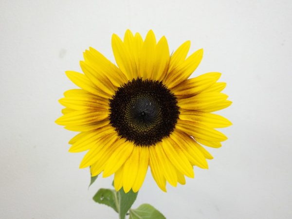 ソーラーパワー ひまわり（向日葵）