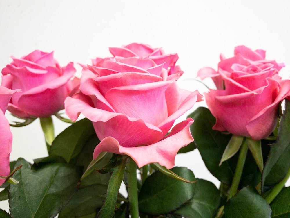 ピンクレディブル バラ 薔薇 切り花 図鑑 写真と名前別 季節別 月別 色別 種類別で探せる切り花専門の花図鑑