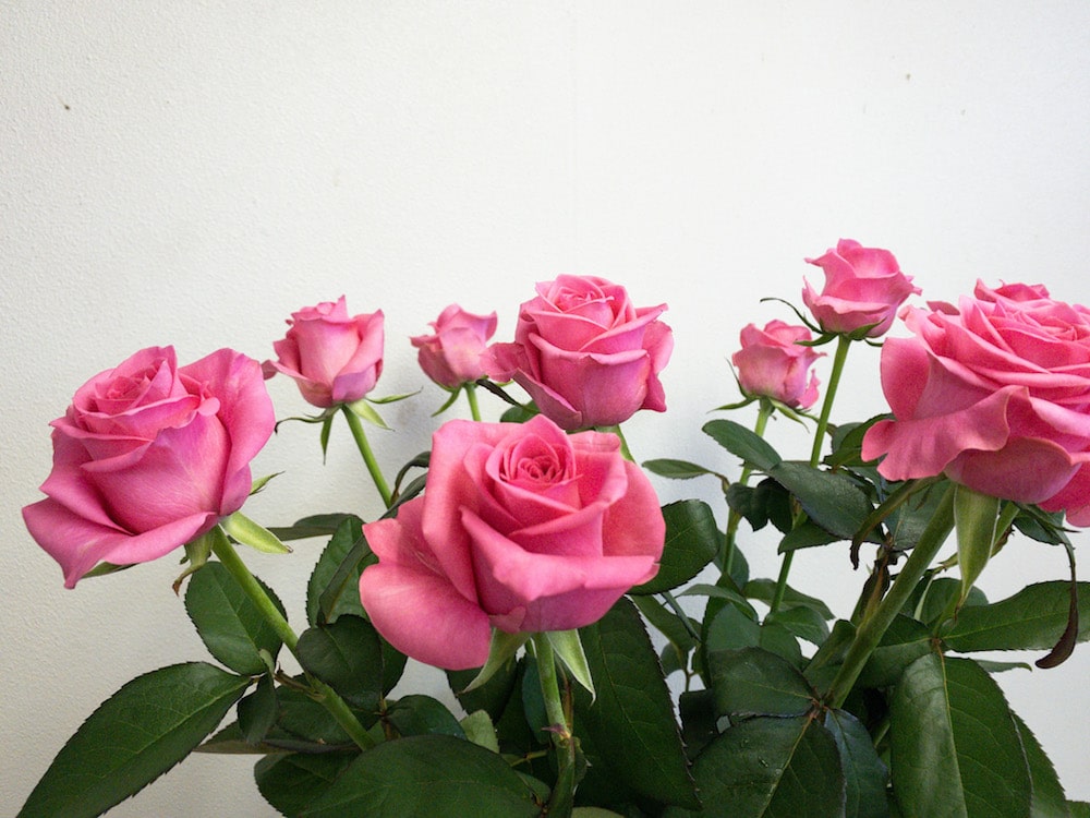 ピンクレディブル バラ 薔薇 切り花 図鑑 写真と名前別 季節別 月別 色別 種類別で探せる切り花専門の花図鑑