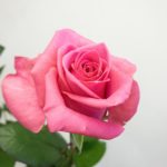 ピンクレディブル！ バラ（薔薇）