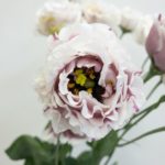 セレブターンレッド トルコキキョウ, トルコギキョウ, ユーストマ