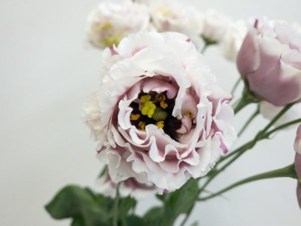 セレブターンレッド トルコキキョウ, トルコギキョウ, ユーストマ