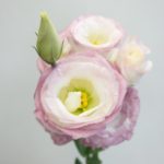 ロジーナピンクピコティ トルコキキョウ,トルコギキョウ,ユーストマ