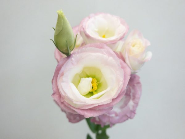 ロジーナピンクピコティ トルコキキョウ,トルコギキョウ,ユーストマ