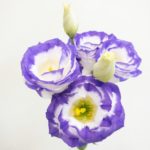 ロジーナブルーピコティ トルコキキョウ,トルコギキョウ,ユーストマ