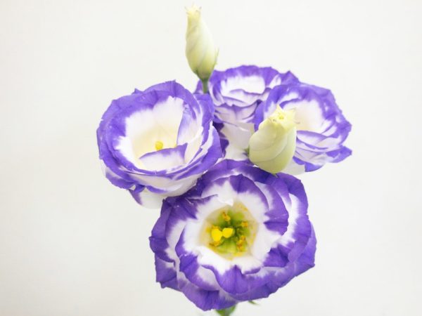 ロジーナブルーピコティ トルコキキョウ,トルコギキョウ,ユーストマ