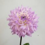 マルガリータ ダリア