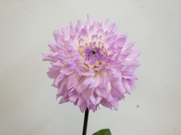 マルガリータ ダリア