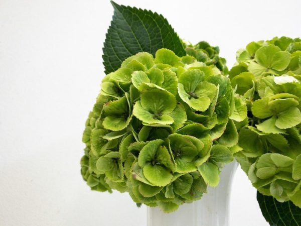 Verdi　紫陽花（ハイドランジア）