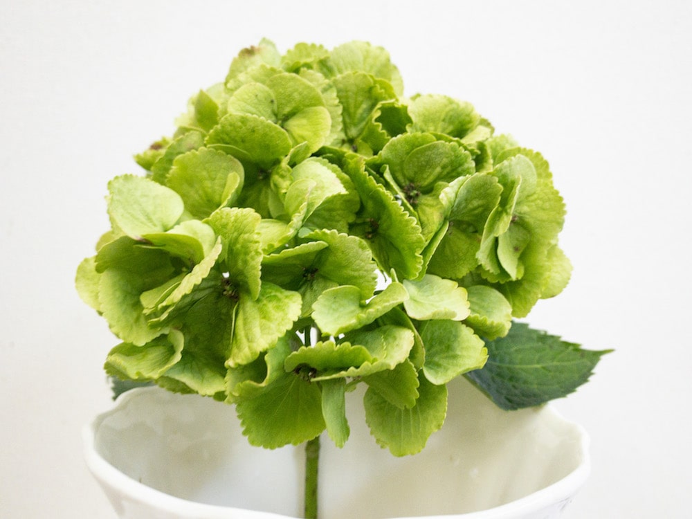 アジサイ　Verdi