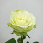 ミントティー バラ（薔薇）