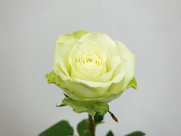 ミントティー バラ（薔薇）