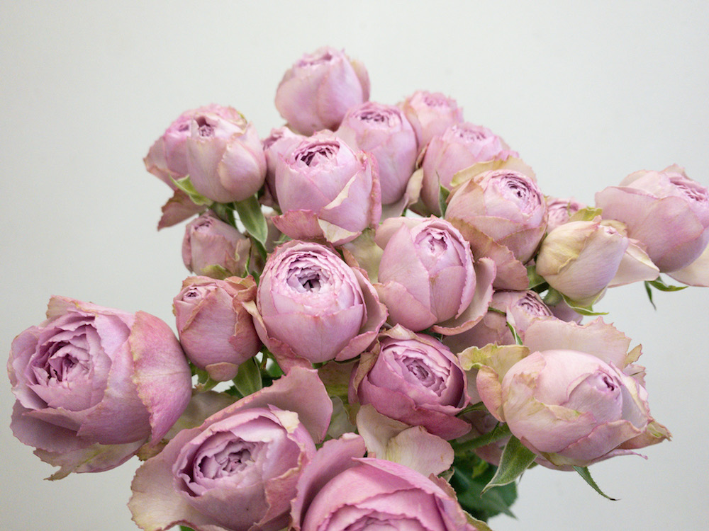 ラベンダーレース