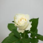 グランオマージュ バラ（薔薇）