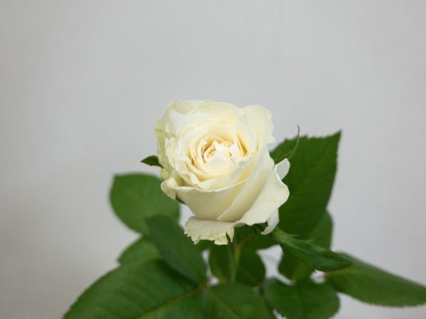 グランオマージュ バラ（薔薇）