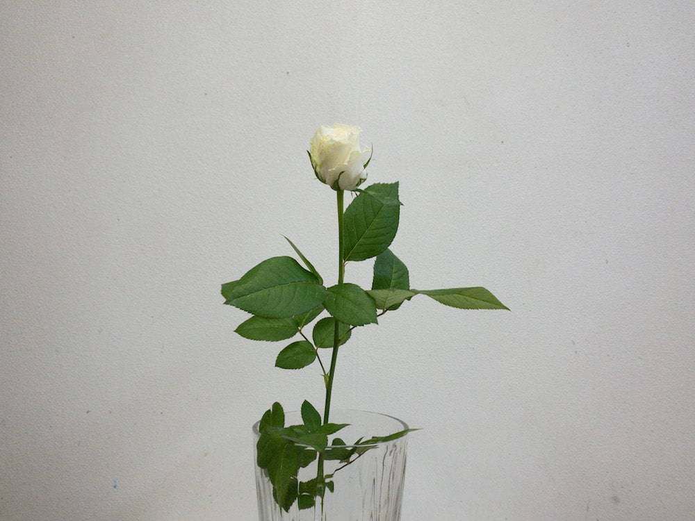 薔薇 種類