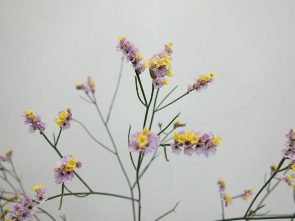 キノシフォン 宿根シネンシス, 宿根スターチス