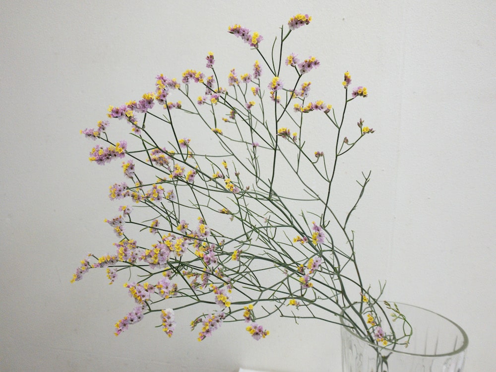 スターチス ピンク